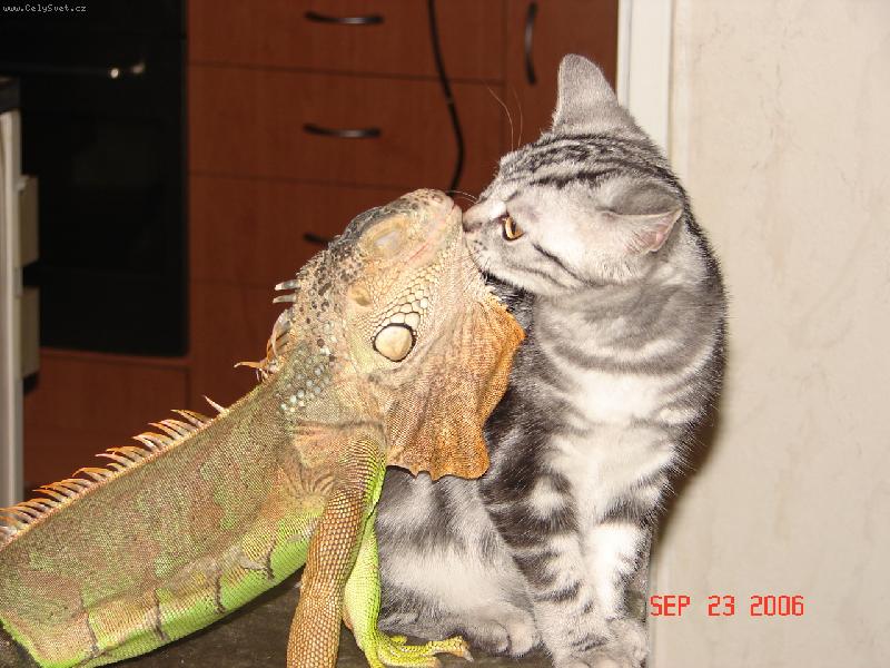 Foto: nejlep�� k�mo�i-britsk� ko�ka Agi a legu�n Fil�pek