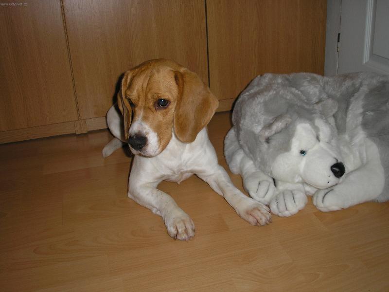 Foto: Na�i dva hl�da�i-Jessinka a jej� nov� kamar�d