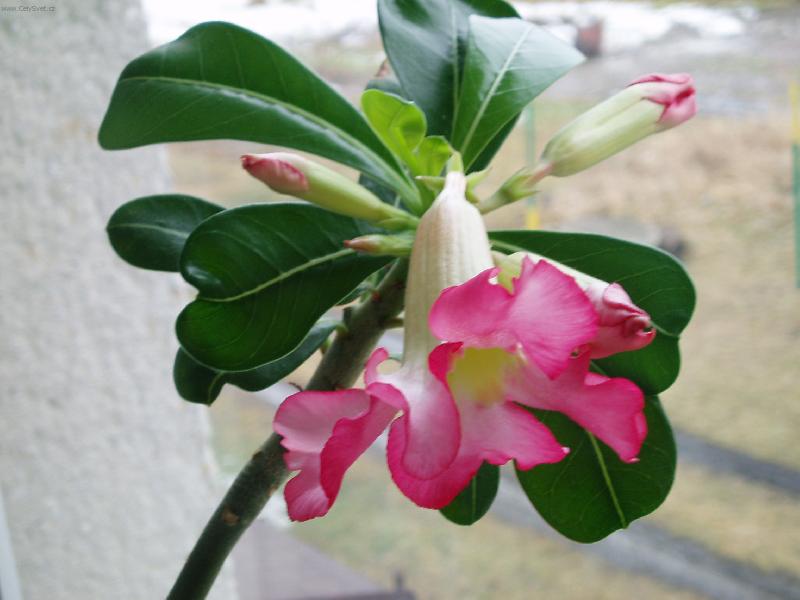 Foto: Pou�tn� r��e-sukulent