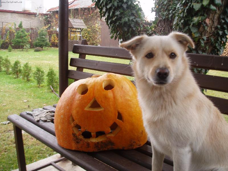 Foto: Ben��ek.-�auves lidi.