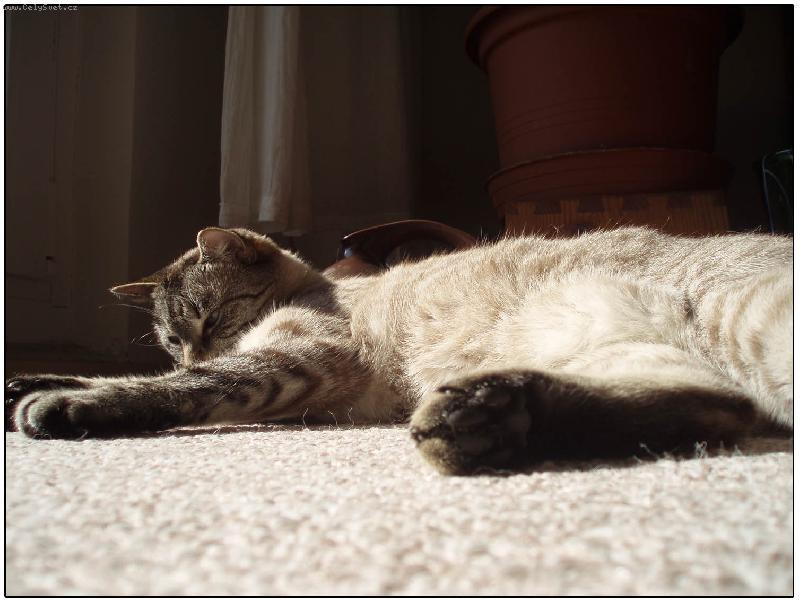 Foto: Na Slun��ku-Mac��ek se vyh�ejv�:)