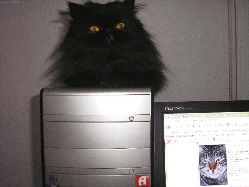 Foto: vyhraju n�jakou mlsku?-kocour Capuccino na PC, ale jinak