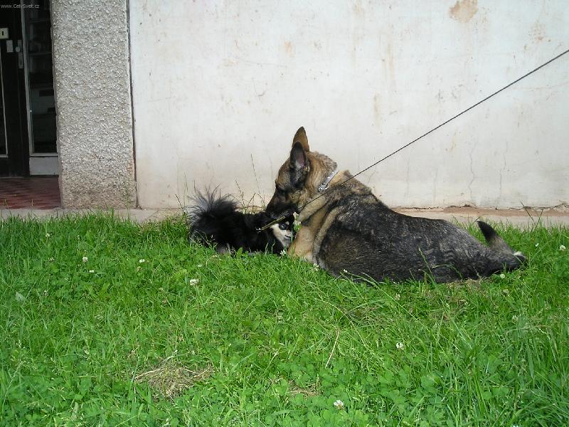 Foto: Velk� l�ska-N� mazel a jeho velk� l�ska