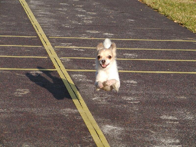 Foto: Kdy� se mi chce, m��u i let�t.-Opravdu vyda�en� sn�mek, ani jedna tlapka se nedot�k� zem�.