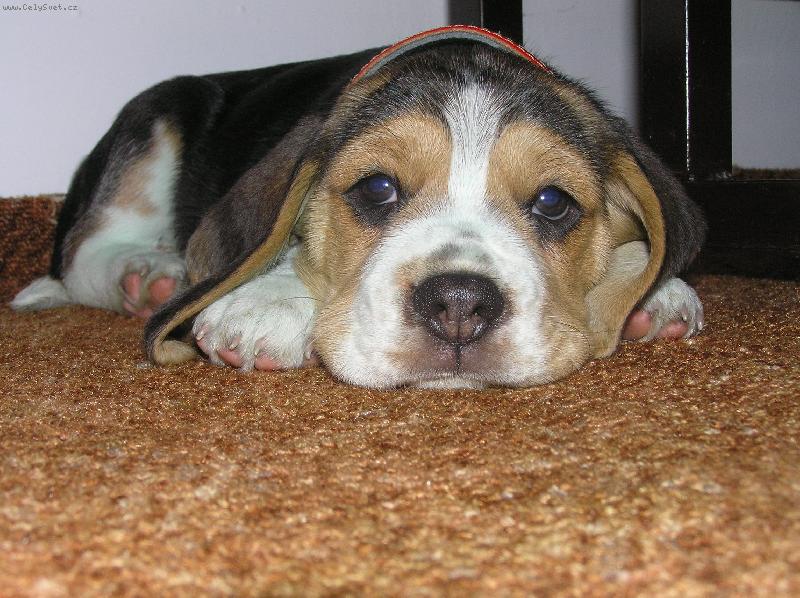 Foto: Kerry-9 t��d�ov