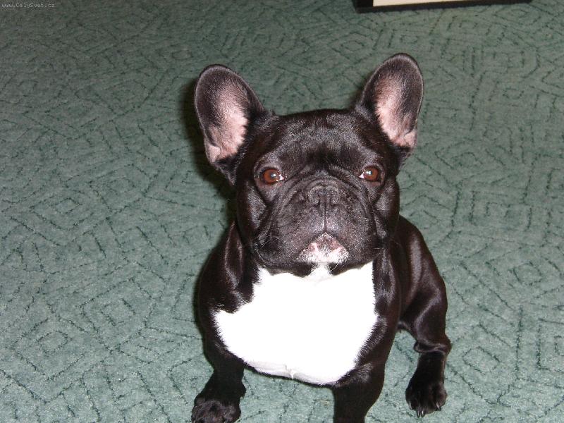 Foto: Max�k-Tak to je to na�e mal� pras�te�ko :-)))