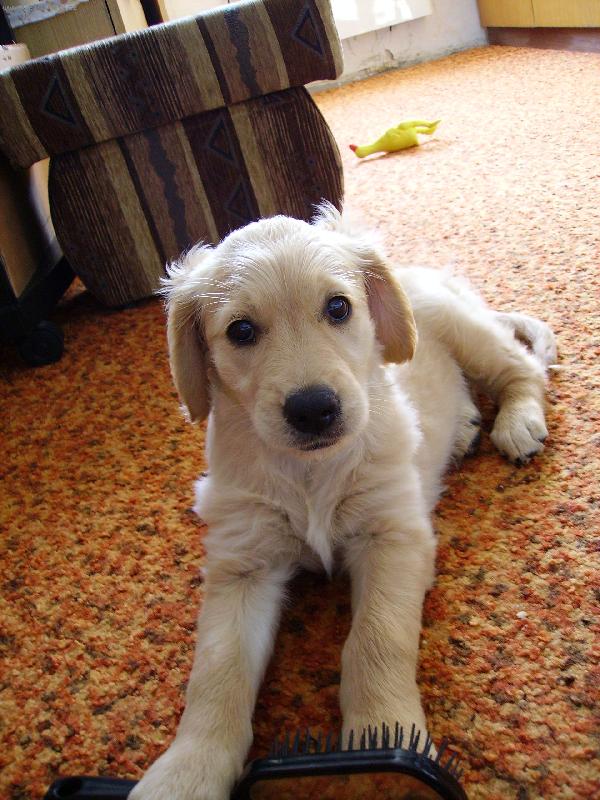 Foto: Prvn� den v nov�m domov�-Tak vysmat� vypadala Angie kdy� jsme j� p�ivezli dom�