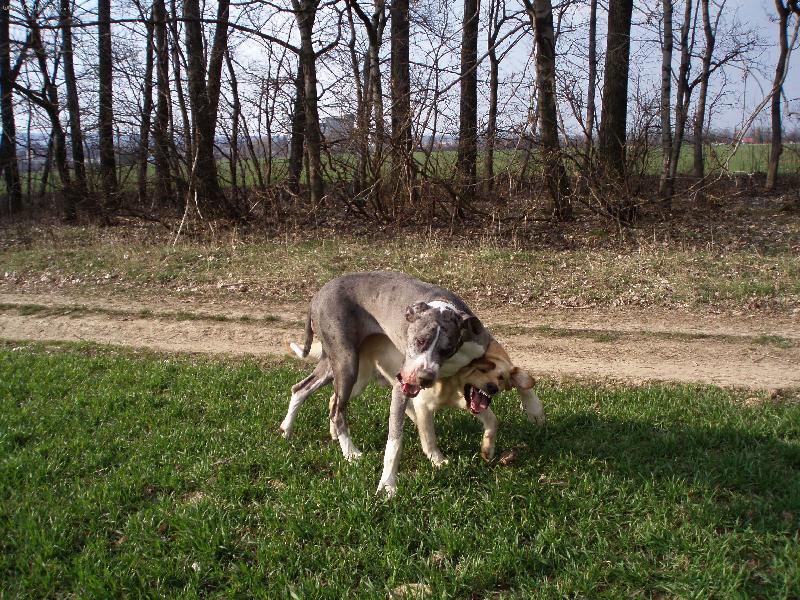 Foto: Boska a Badd-Neboj Boska,dostanu T� do bezpe��!!:-))