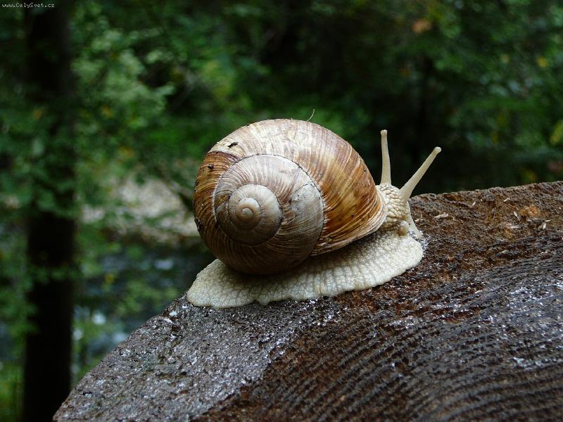 Foto: �ne�, �ne�ku vystr� r��ky...