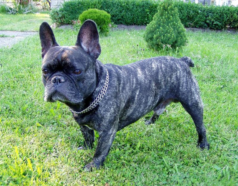 Foto: Francouzsk� buldo�ek-Tak to je n� Ale�ek