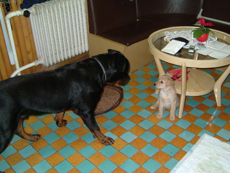 Foto: Jen poj�, j� se T� neboj�m!-Rotvajler a Labrador