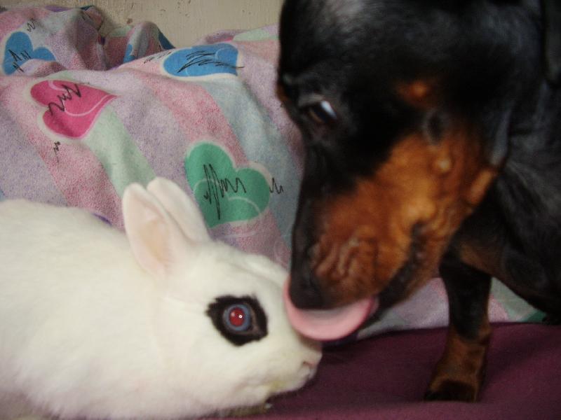 Foto: Toho si dam...