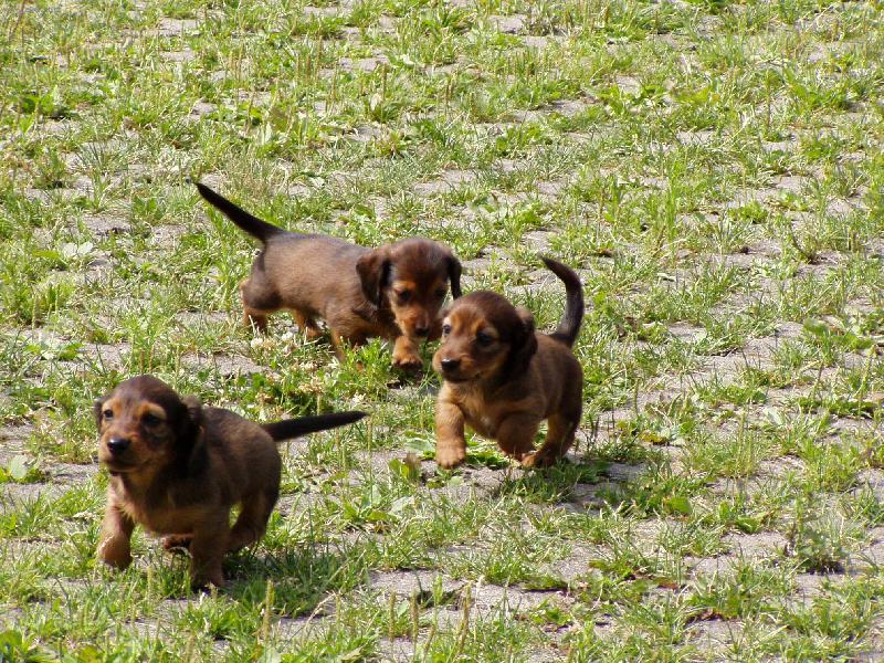 Foto: Sportem ku zdrav�-T�i z p�ti �t���tek na�� jezv�ice Nelly