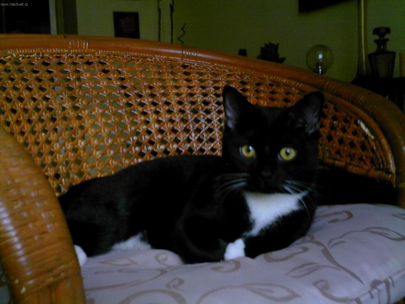 Foto: Kub��ek n�s pozoruje-Sed� ve sv�m k�esle, u sebe doma, a v� o n�s