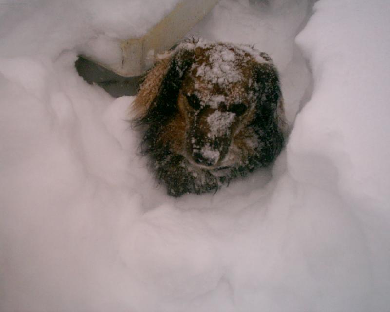 Foto: Charlie-To je,ale studen� brrrrrrrr.