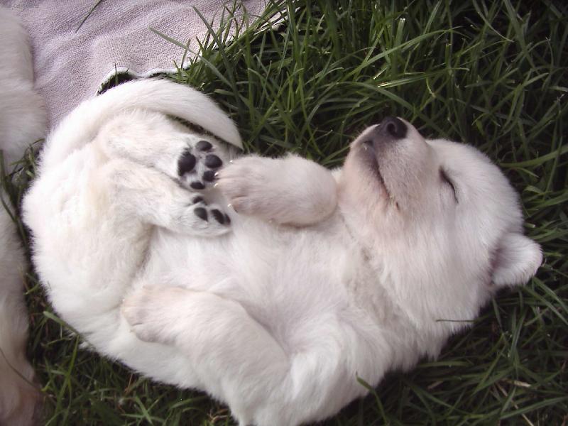 Foto: miminko-b�l� kuli�ka se odkut�lela