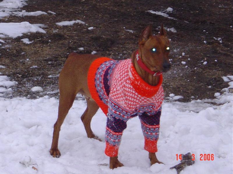 Foto:  I bez baterek m��e pes sv�tit-Kdopak se to na m� d�v�,�e j� si na Tebe posv�t�m,baf!