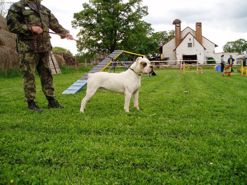 Foto: Flint Red Cock-na cvi��ku