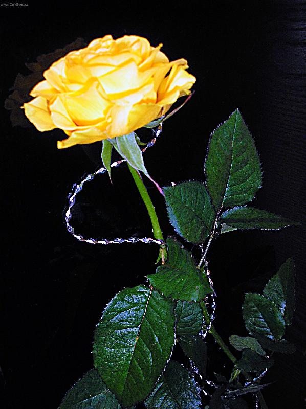 Foto: Kr�lovna kv�tin