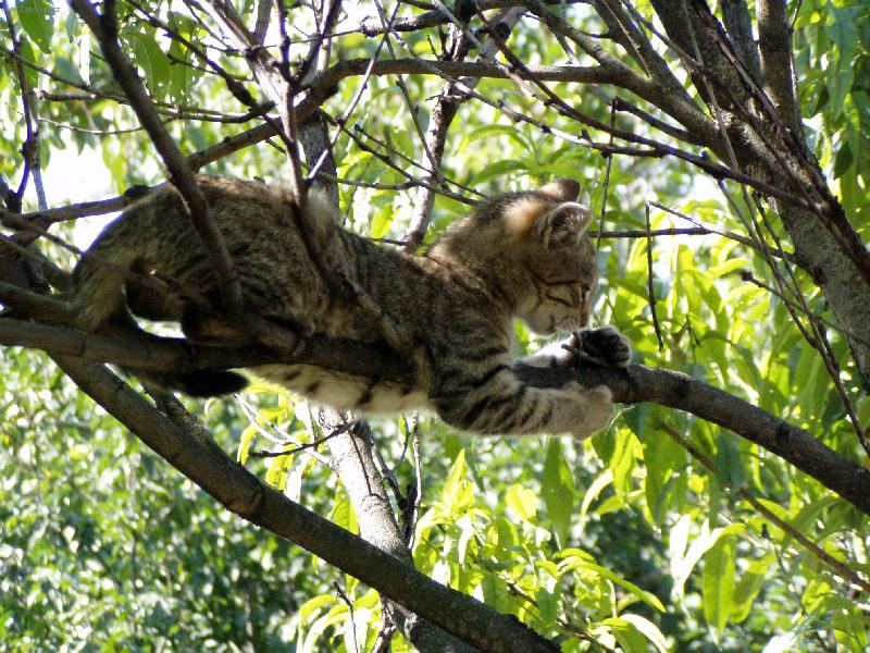 Foto: Mourinka Kikinka-Tarzaaaaaaaan