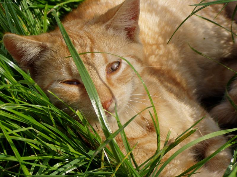 Foto: Kocourek Ziny-Sn�dan� v tr�v�......