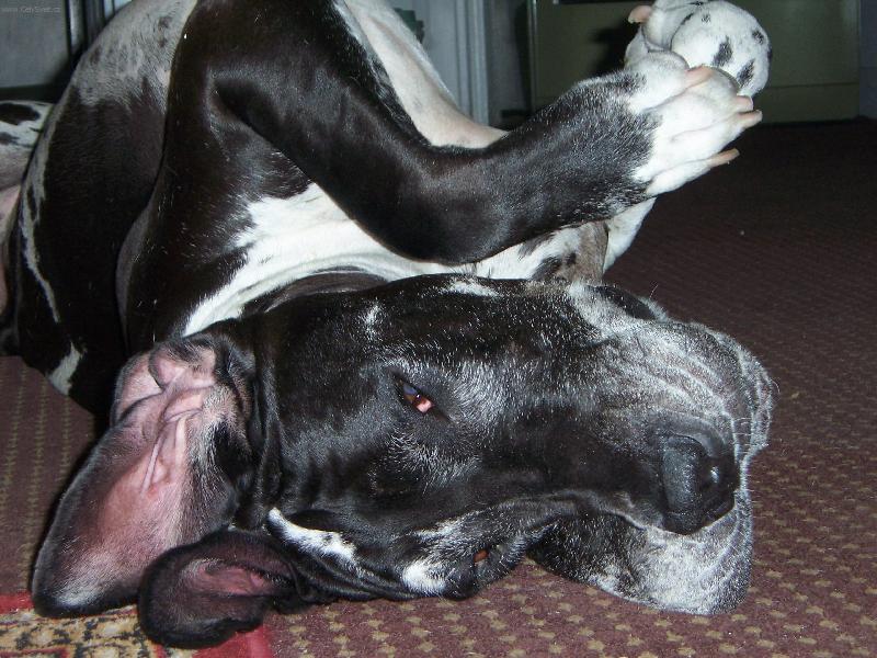 Foto: bedrich-to je parada lehnout si na zada