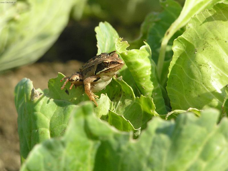 Foto: obsazen� sal�t-�abka,vyh��vaj�c� se na zel�