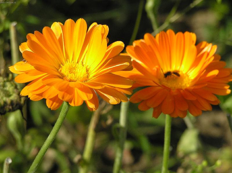 Foto: N�dhern� dvojice-m�s��ek zahradn�,ketr� m� obla�oval svoji kr�sou a v zim� svoj� chut� v �aji