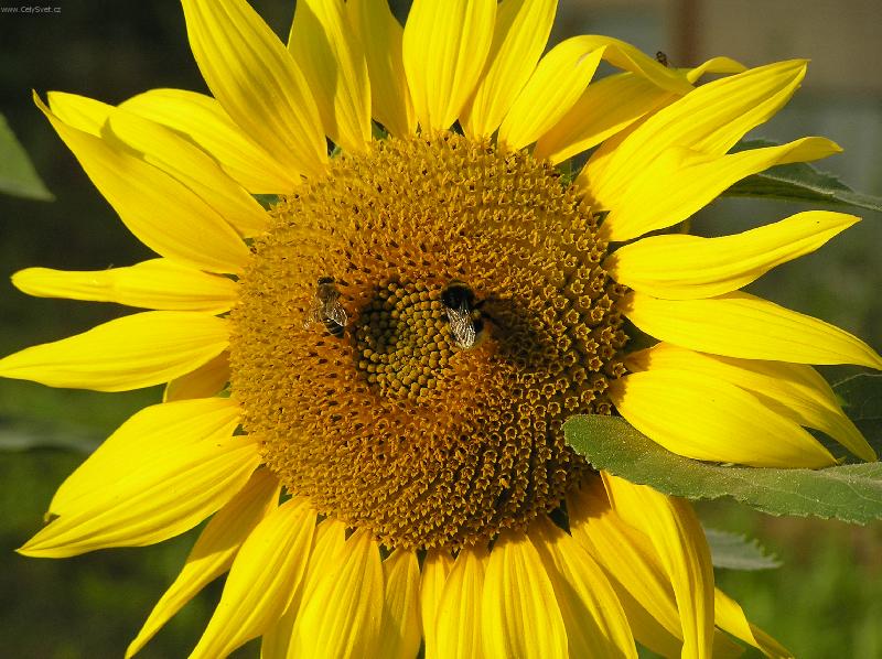 Foto: Zahradn� hostina-Jedna ze t�� slune�nic,kter� mi vykvetly na zahrad�