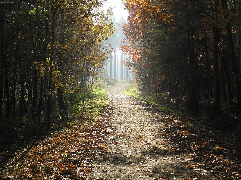 Foto: Cesta za sv�tlem-Fotografie vznikla p�i proch�zce podzimn�m lesem