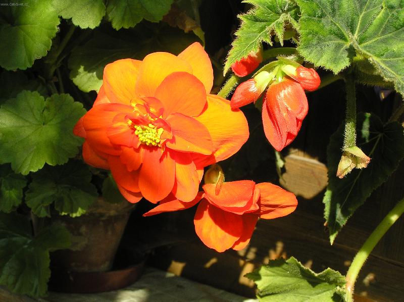 Foto: krasavice pozdn�ho l�ta-Begonie u babi�ky na chat�