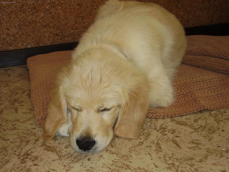 Foto: Denny chrn�-Jako ka�d� den d�v� �lof�ka..