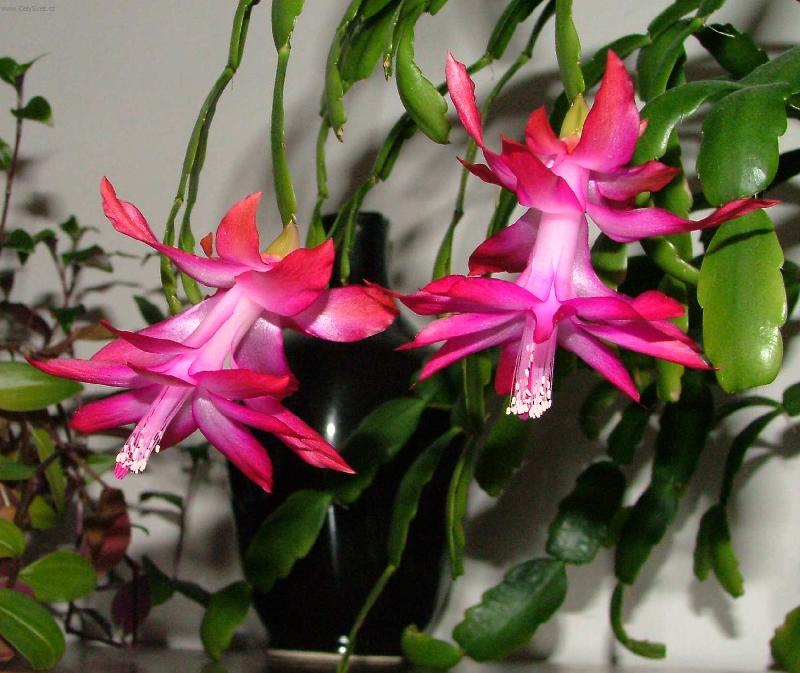 Foto: P��n� kr�sn�ch v�noc-