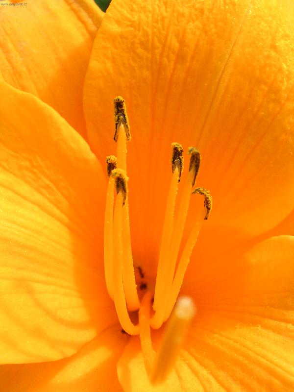 Foto: Pest�ky-Neuv��iteln� barva