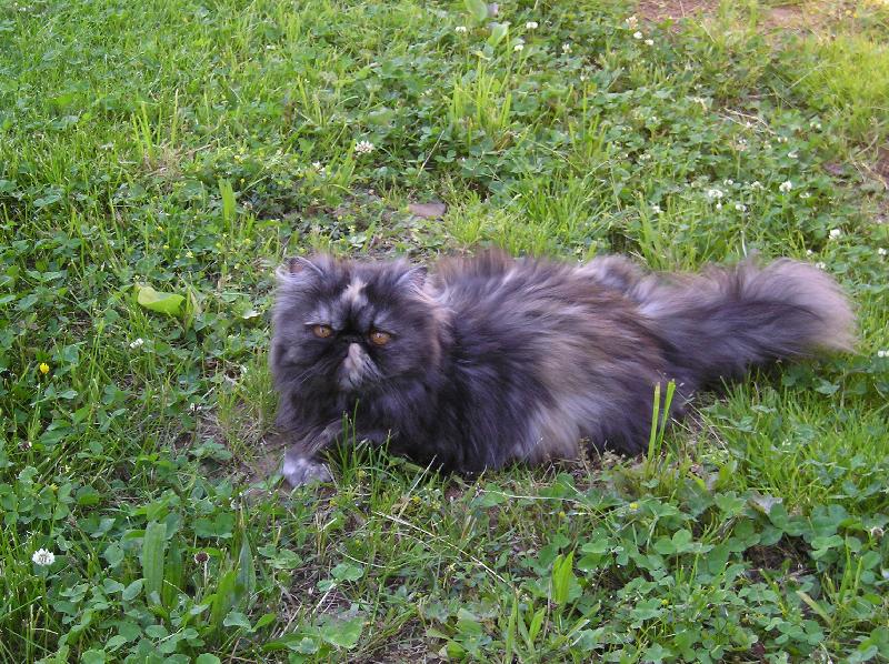 Foto: To je ale kobere�ek, jako nov�.-Doninka na tr�vn�ku