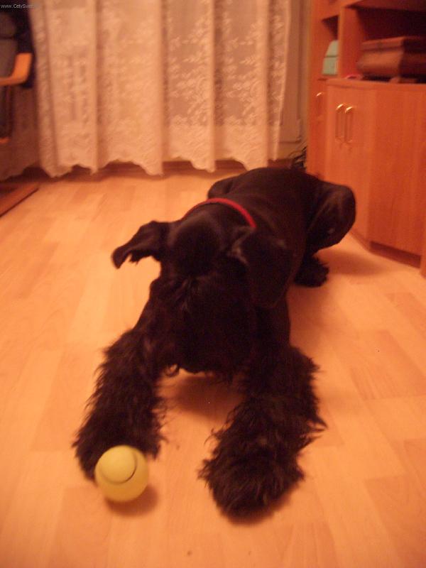 Foto: sle�na pes-douf�m, �e za tohle focen� bude aspo� n�jak� ta kost...