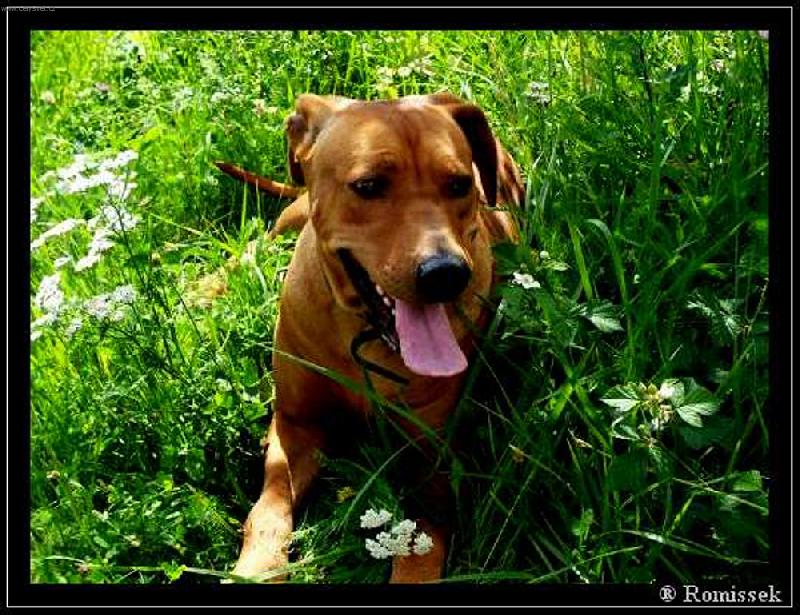 Foto: Na�e slun��ko-Letn� v�len�