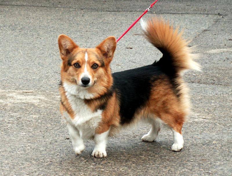 Foto: Cinderella Bugi Vugi-Cindy na NVP v Nit�e