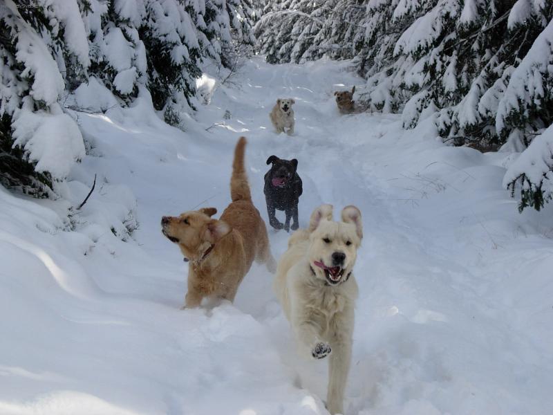 Foto: Sn�hov� radov�nky ...