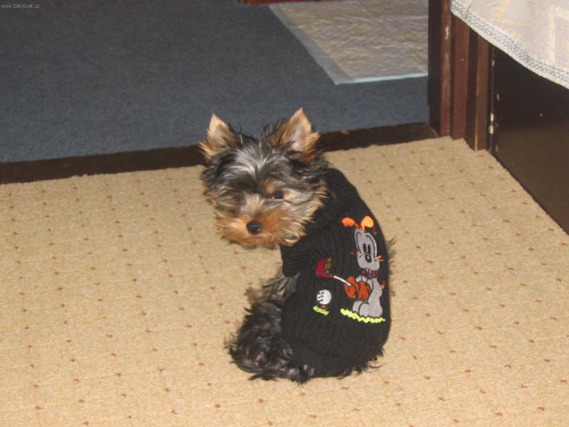 Foto: Na�tvan� Rocky-A nikam nejdu