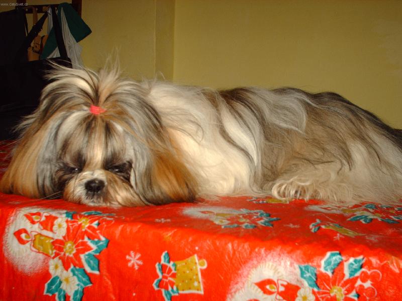 Foto: Shih-tzu-Akimek sp� na stole