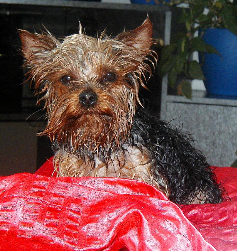 Foto: Honz�k po koup�n�