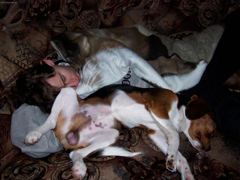 Foto: dom�c� pohoda-jak� p�n takov� pes