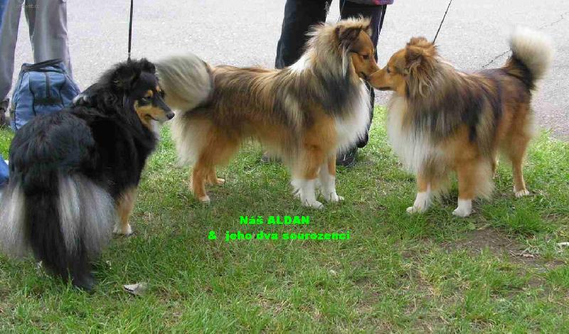 Foto: ALDAN z Trmick�ch pol�-Slunce a radost na�eho �ivota ...