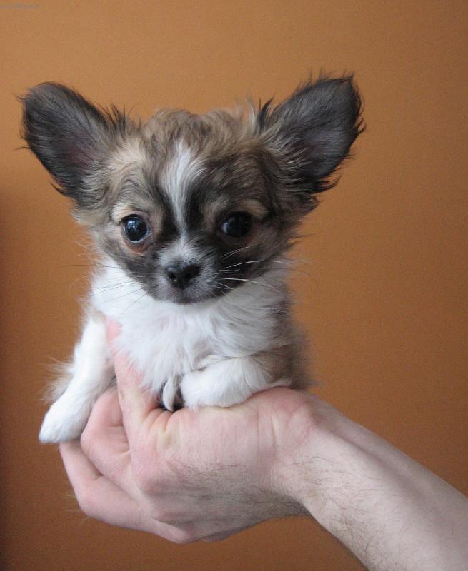 Foto: �ivav�k Sam�k-Co v�m m�m pov�dat, p�n��ci se mnou maj� pln� ruce pr�ce!