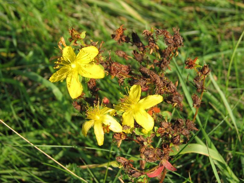 Foto: T�ezalka te�kovan�-kv�ty t�ezalky