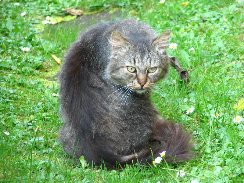 Foto: Charlie-foto na�eho kocoura