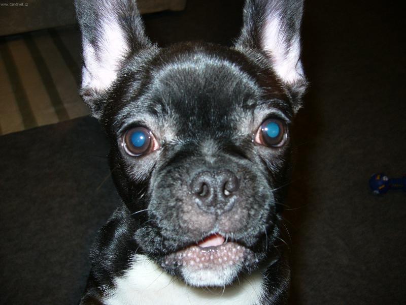 Foto: Blueberry-naval pi�kot a nemel furt dokola n�jak� sedni!