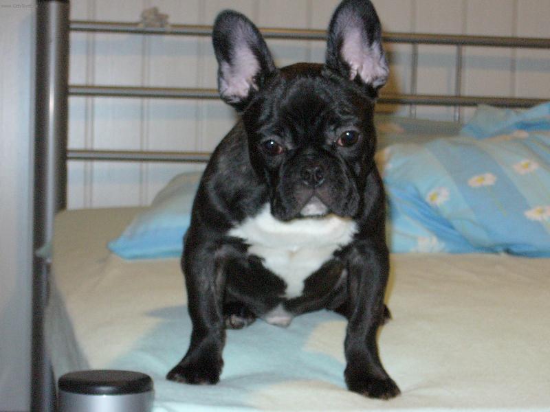 Foto: BlueBerry-j� ka�lu na n�jak� ven�en�-poj� sp�t!!