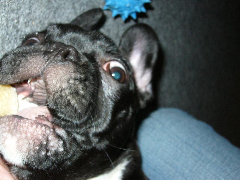 Foto: BlueBerry-dy� je to tvrd� jak z buvola! pak mi nemaj padat zuby!